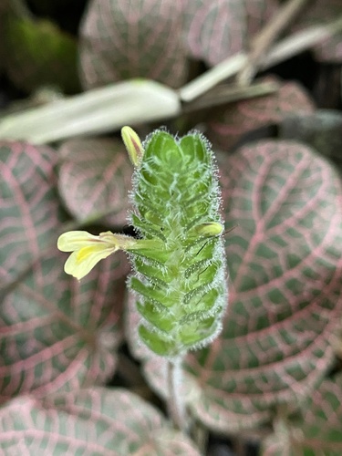 Foto de Nervura-branca
