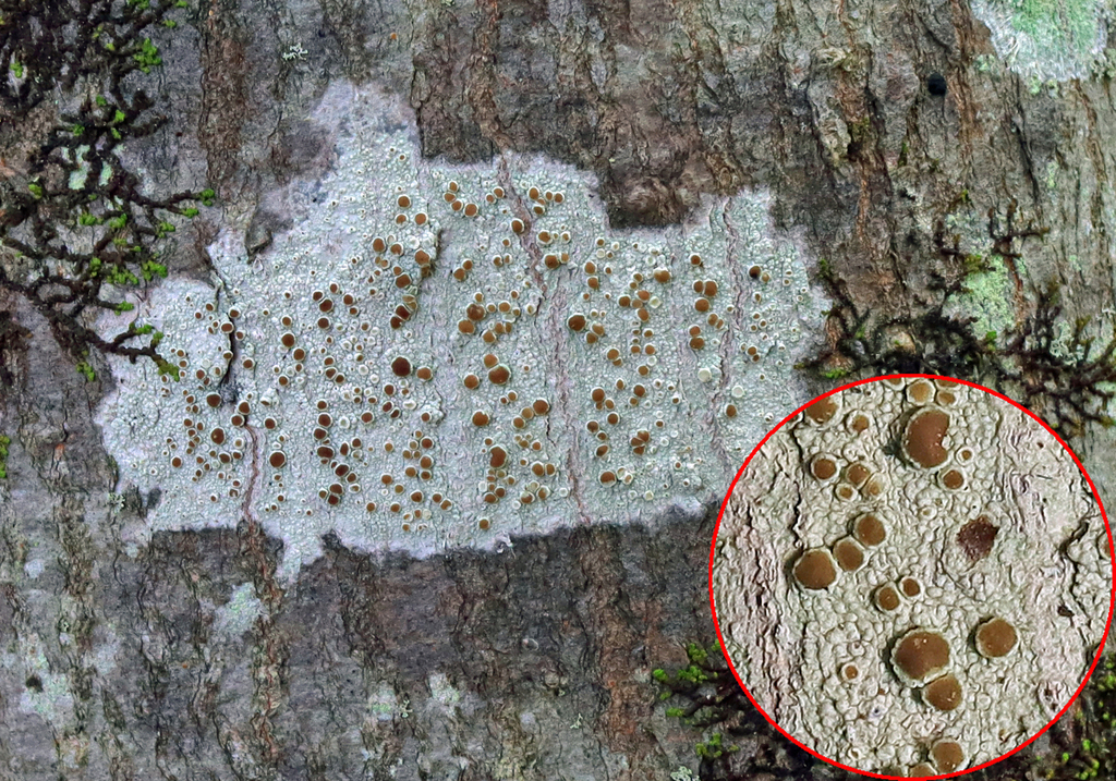 Common Rim Lichen from Onteora Lake, Onteora Lake State Park, Kingston ...