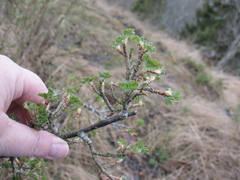 Ribes alpinum