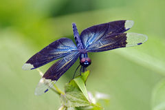 Rhyothemis plutonia