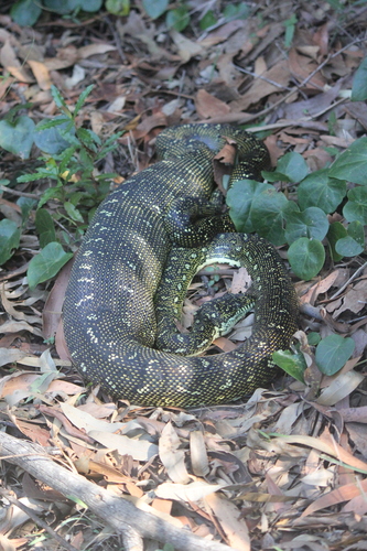 Diamond Python sighting