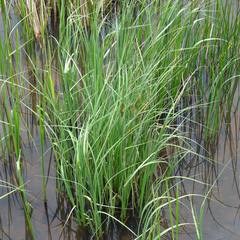 Carex aquatilis