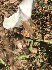 Platylyra californica