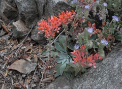 Dudleya cymosa pumila