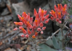 Dudleya cymosa pumila