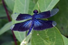 Rhyothemis plutonia