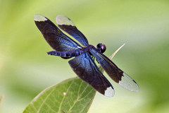 Rhyothemis plutonia