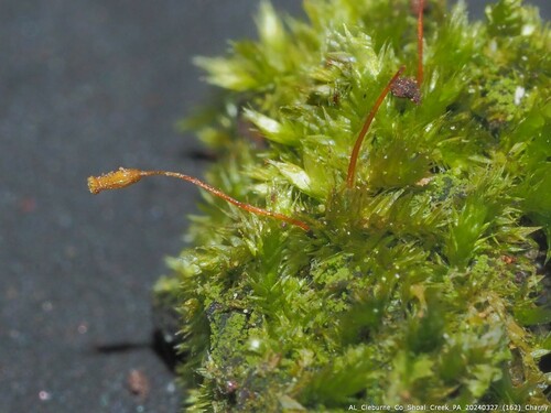 Sematophyllum adnatum