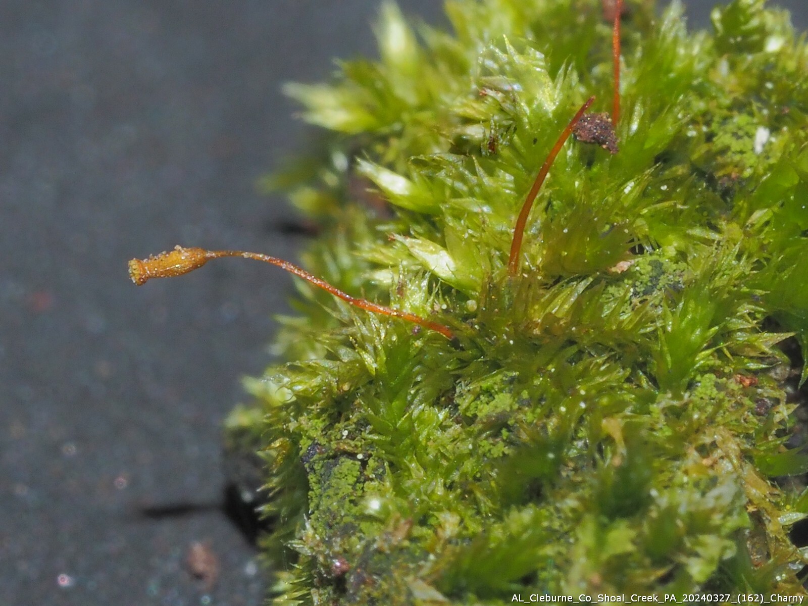 Sematophyllum adnatum