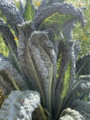 Brassica oleracea acephala