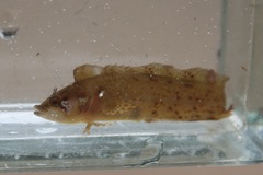 Blackfin Blenny photo 2
