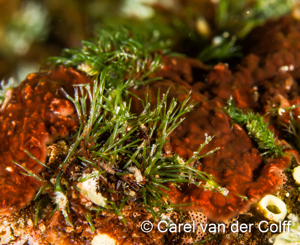 Cladophora contexta