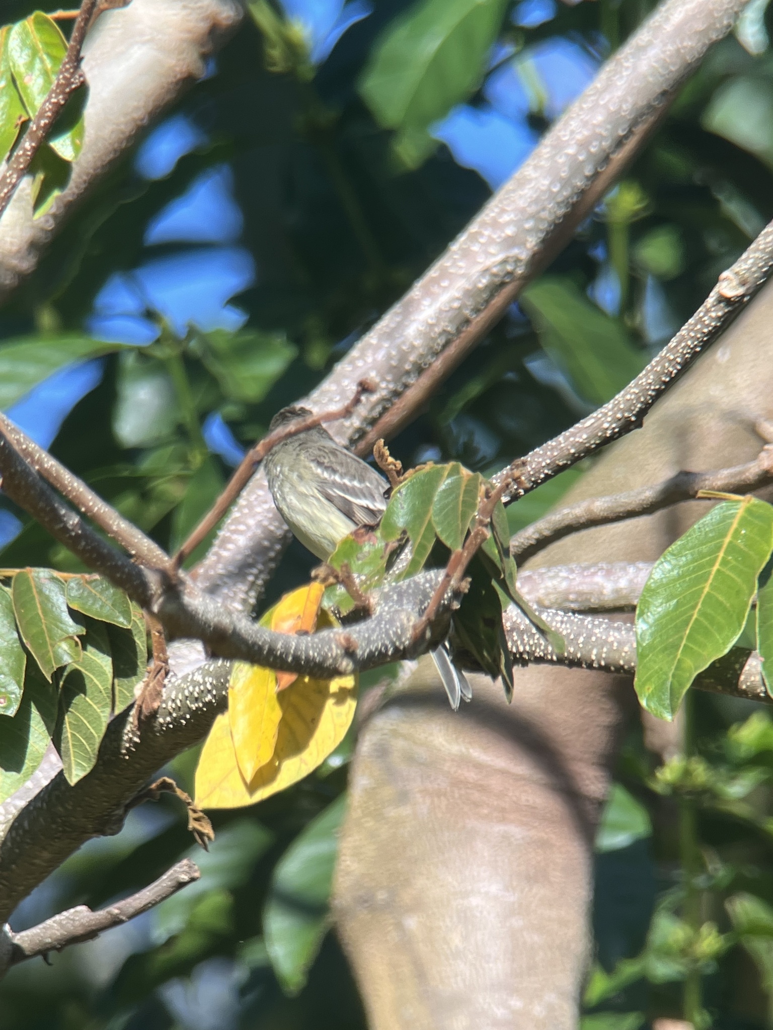 Lesser Elaenia (Elaenia chiriquensis), photo 10