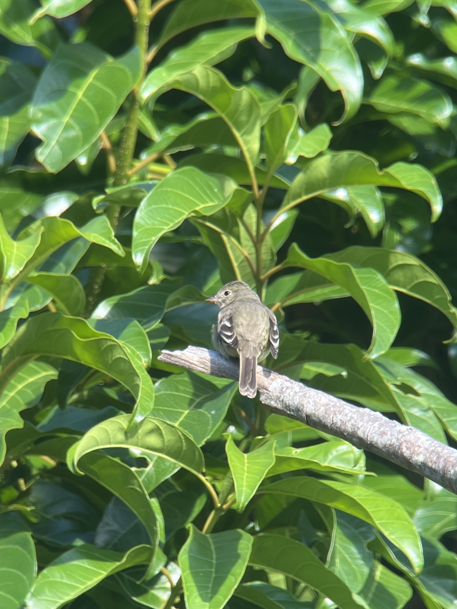 Lesser Elaenia (Elaenia chiriquensis), photo 9