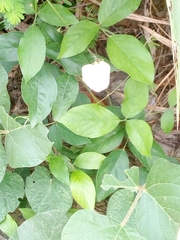 Magnoliopsida