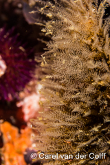 Gattya humilis