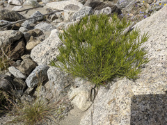 Peucephyllum schottii