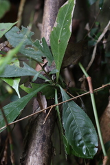 Blumea lanceolaria