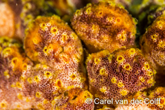 Botrylloides magnicoecus