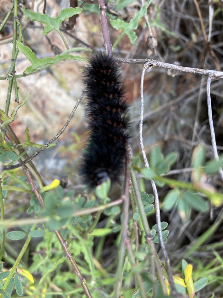 Underwing, Tiger, Tussock, and Allied Moths from Trimark Otay Tarplant