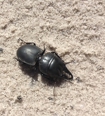 Pachyodontus languidus