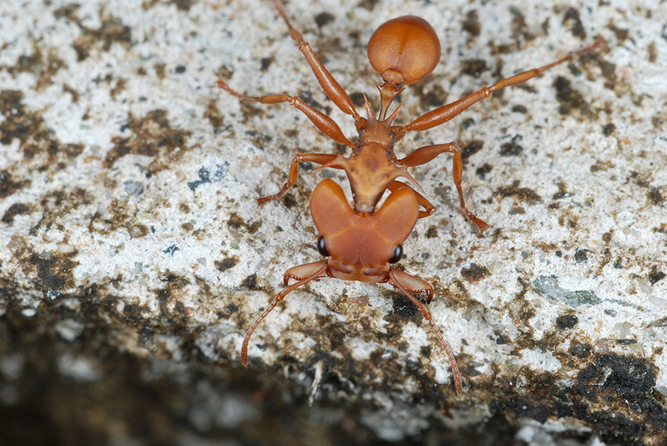 Daceton armigerum