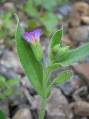 Nonea versicolor