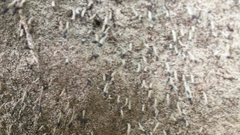 Pilophorus acicularis