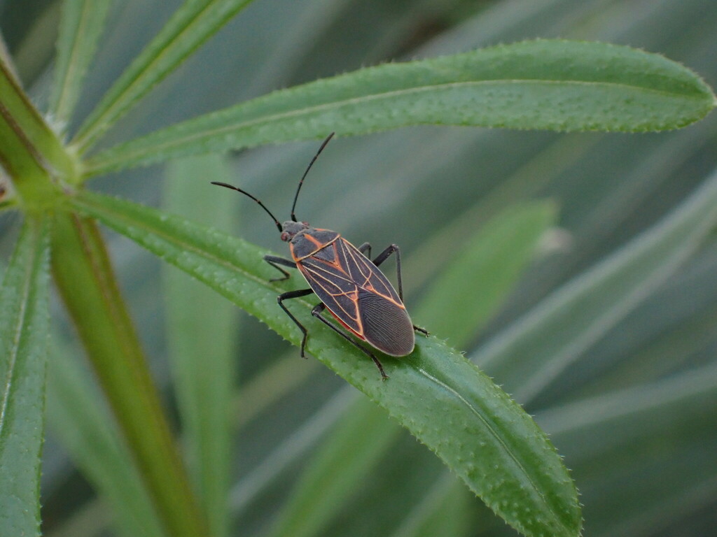 Western Boxelder Bug from Wendal Ln, Sacramento, CA 95841, USA on March ...