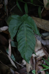 Tectariaceae