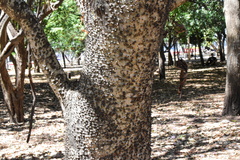 Ceiba pentandra image