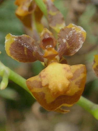 Image of Golden Dancer Orchid by (c) Daniel Mesa, some rights reserved (CC BY)