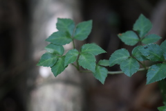 Eleutherococcus trifoliatus setosus
