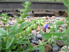 Nonea versicolor