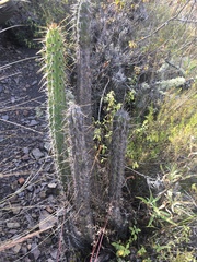 Corryocactus melanotrichus