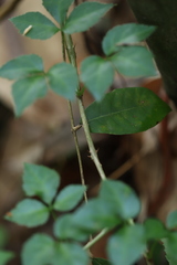 Eleutherococcus trifoliatus setosus