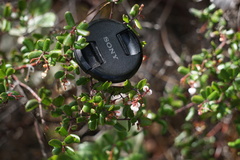 Arctostaphylos nummularia