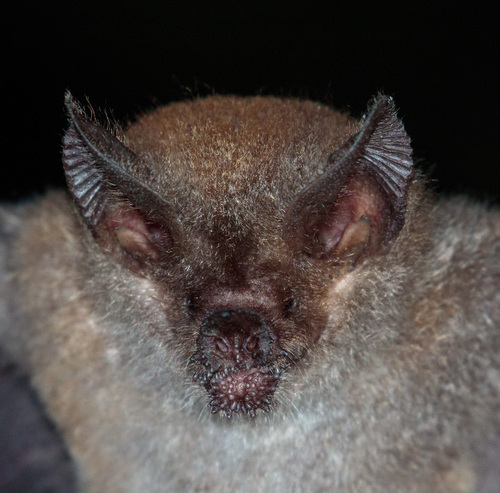 Fringe-lipped Bat