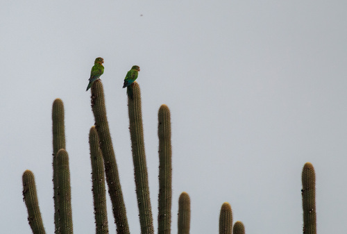 Caatinga Parakeet (Eupsittula cactorum), photo 9