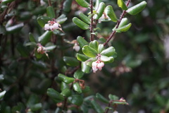 Arctostaphylos nummularia
