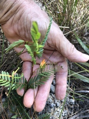 Chamaecrista deeringiana