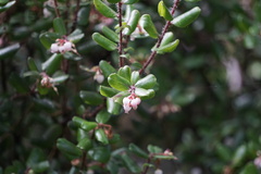 Arctostaphylos nummularia