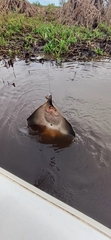 Amanda's Freshwater Stingray photo 2