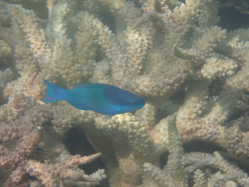 Donkerkap-papegaaivis (Scarus oviceps) — Scaridae — 5