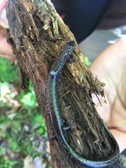 Plethodon electromorphus