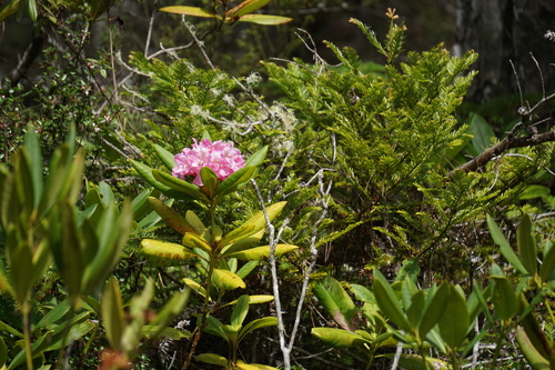 Rhododendron macrophyllum