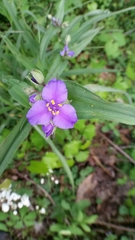 Tradescantia