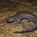 Streamside Salamander - Photo (c) diomedea_exulans_li, some rights reserved (CC BY-NC)