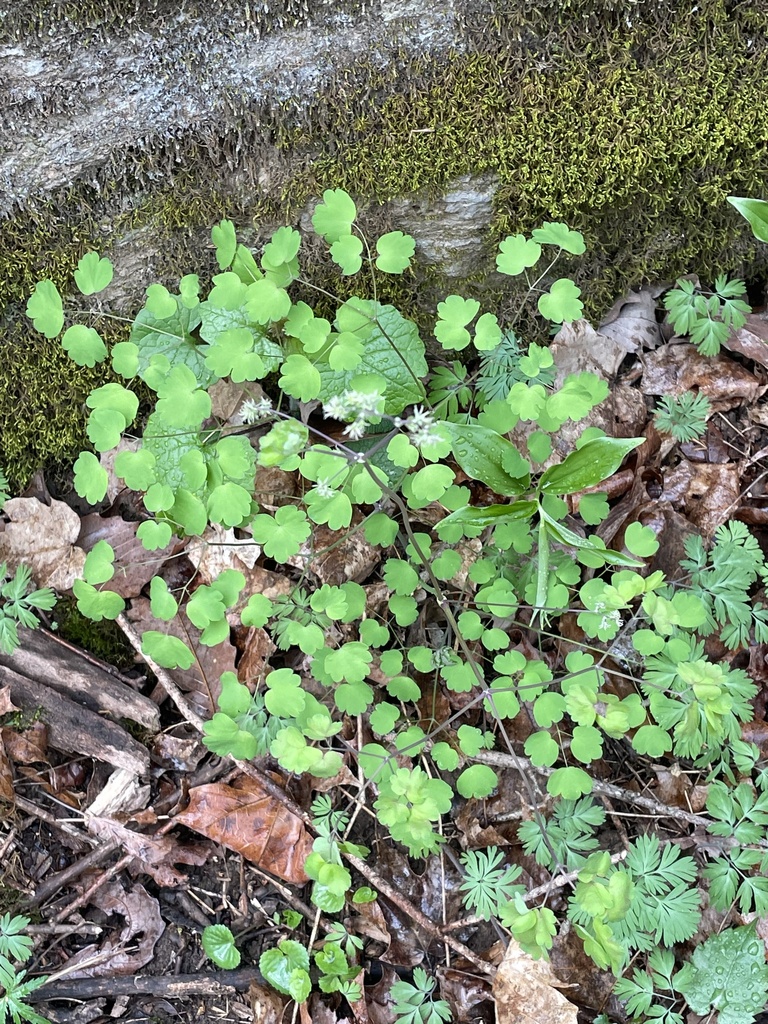 early meadow-rue from Chesapeake and Ohio Canal Trail, Sharpsburg, MD ...