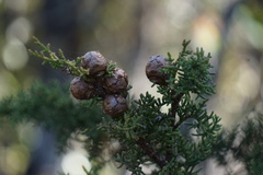 Cupressus pygmaea